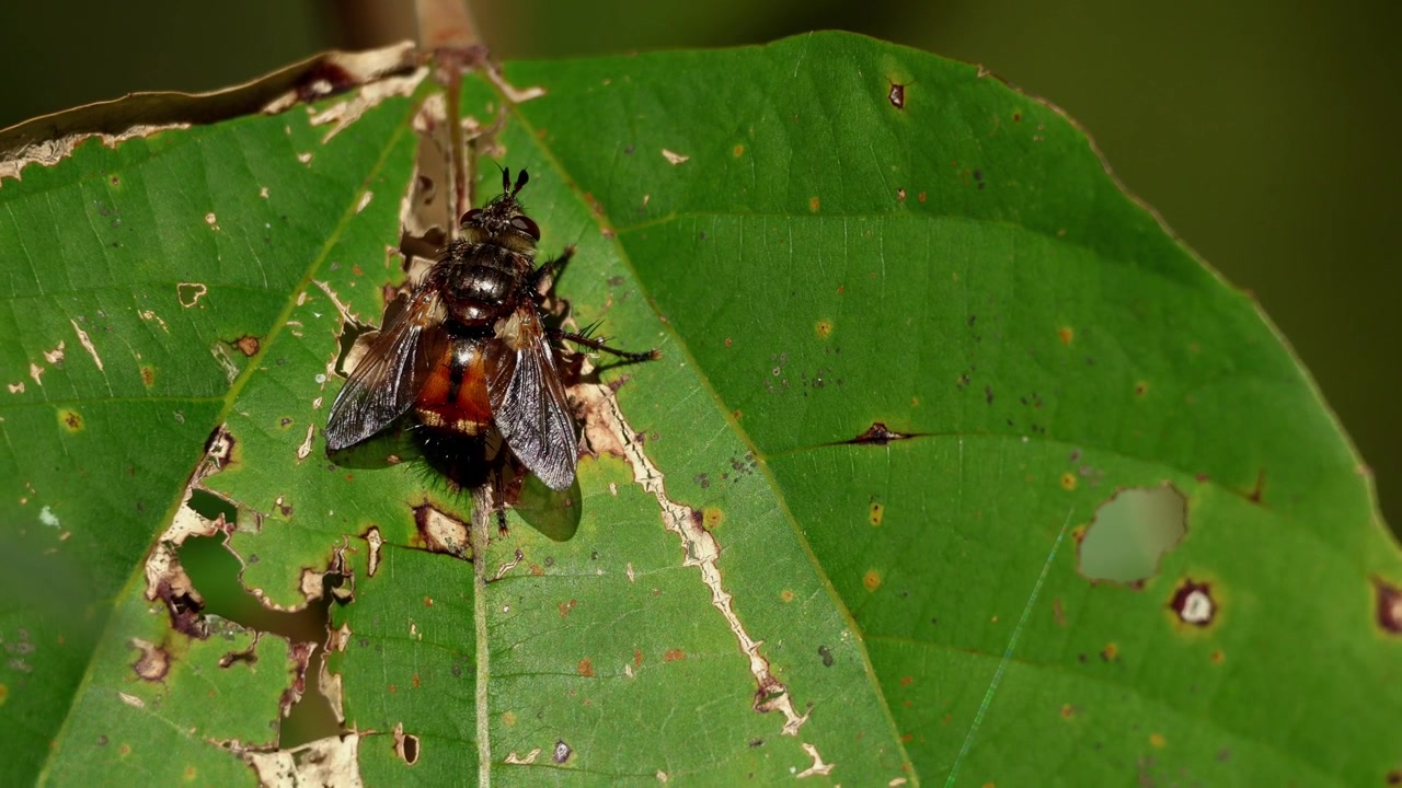 Video ravvicinato di una mosca tachinide posata su una foglia verde nel suo habitat forestale durante la primavera in Himachal Pradesh, India.