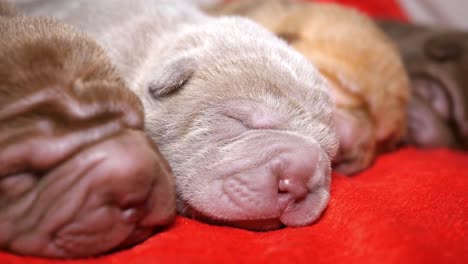 cuatro cachorros recién nacidos durmiendo juntos, cachorros de shar pei durmiendo