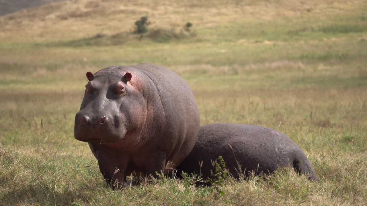 Hippopotamus Couple in Meadow of African Savanna on Sunny Afternoon. Tanzania National Park, Animals in Natural Habitat