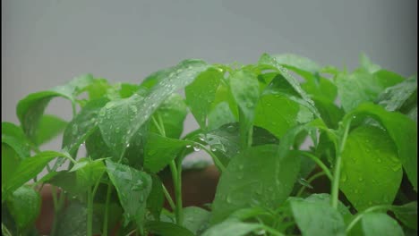 Clay-pot-full-of-plant-leaves-being-rained-on