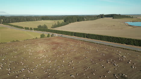 sheep in the field near rakaia canterbury new zealand drone track back