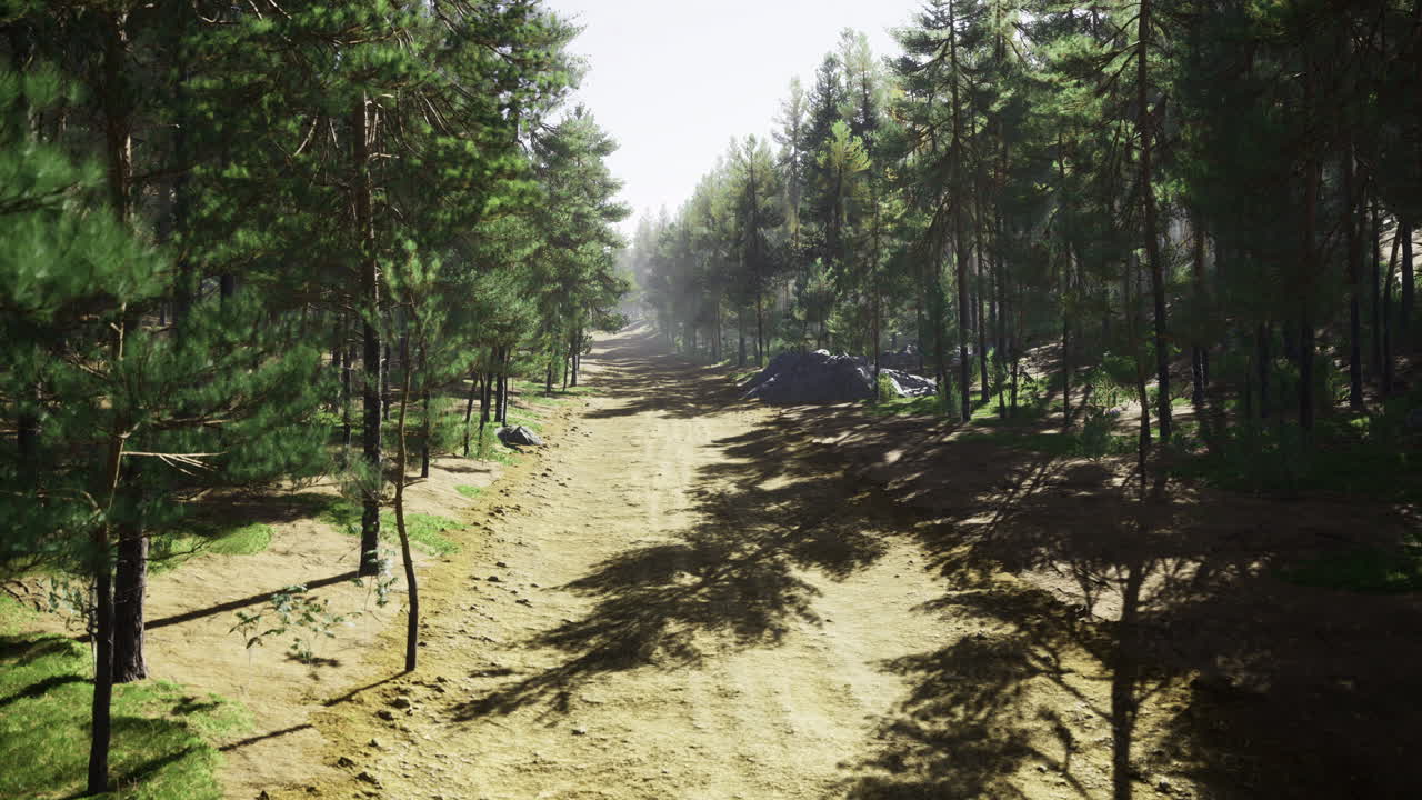 Forest pathway with sun rays filtering through trees during daylight hours