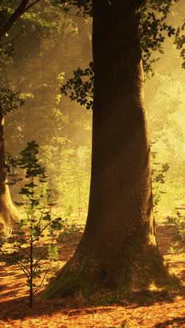 sunlit forest scene: majestic tree and young saplings