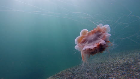 lion's mane jellyfish swimming in slow motion during a dive in percé, quebec