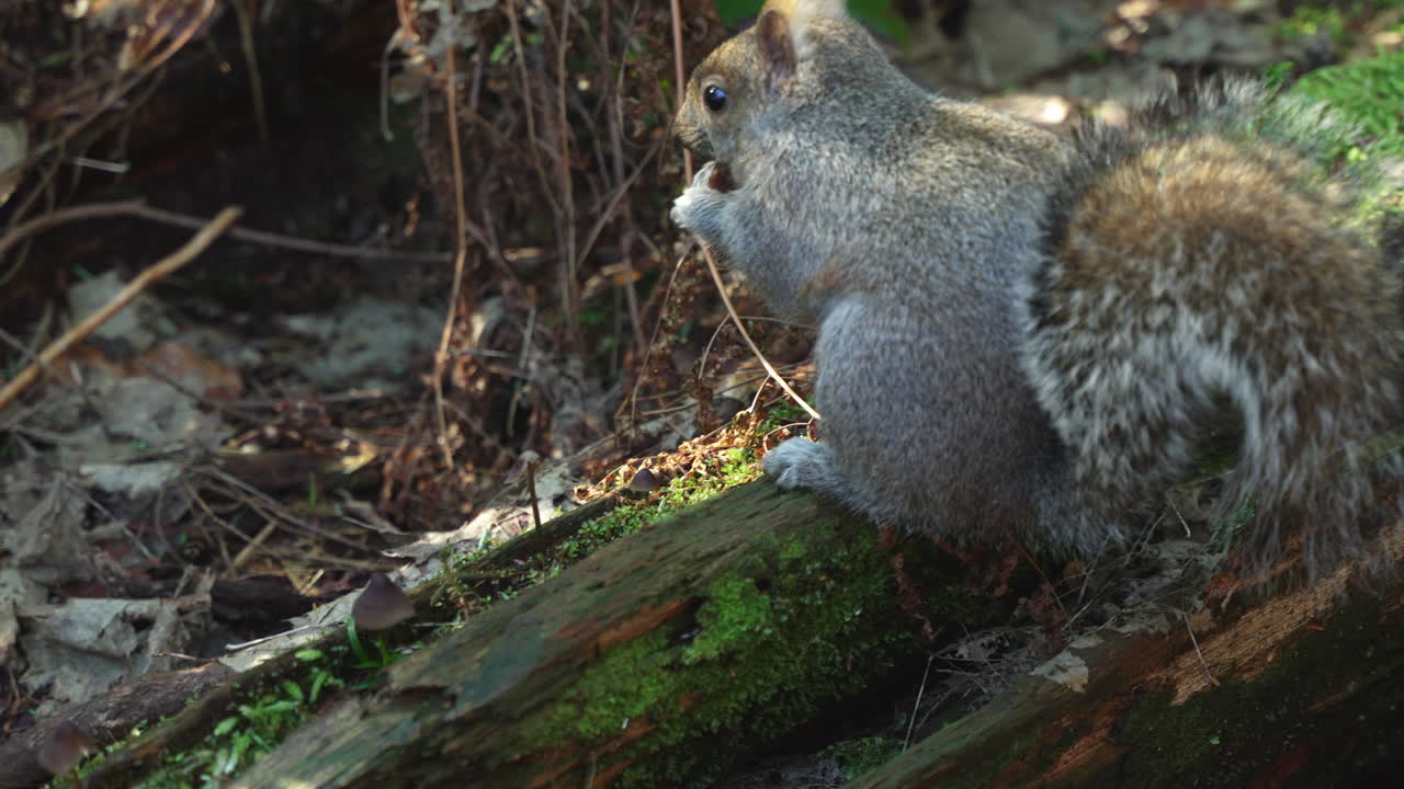 cámara lenta de una ardilla sentada en un tronco de árbol cubierto de musgo y comiendo champiñones
