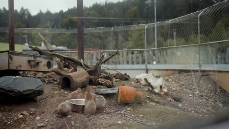 Perros-De-La-Pradera-Comiendo-En-Su-Recinto.