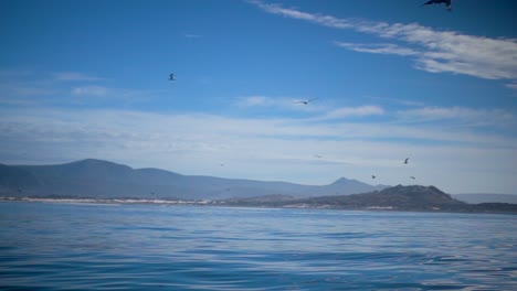 Cámara-Lenta-De-Gaviotas-Volando-Y-Bajando-Para-Revelar-El-Océano-Atlántico-Cerca-De-Ciudad-Del-Cabo