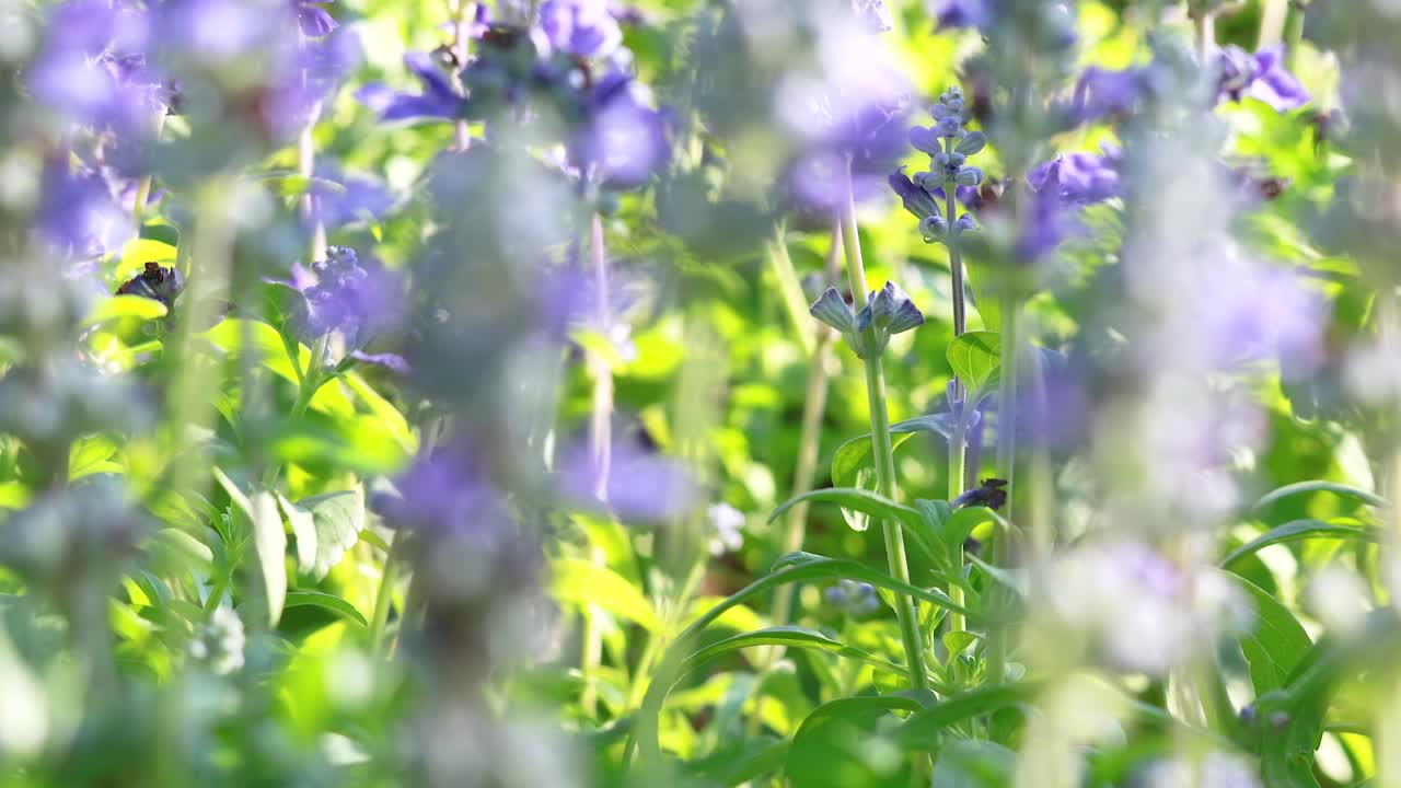 야외 에서 밝은 빛 에 꽃 이 피는 라벤더 꽃 의 클로즈업