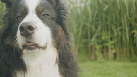 Close-up-shot-of-the-mouth-of-an-Australian-shepherd-sheep-dog