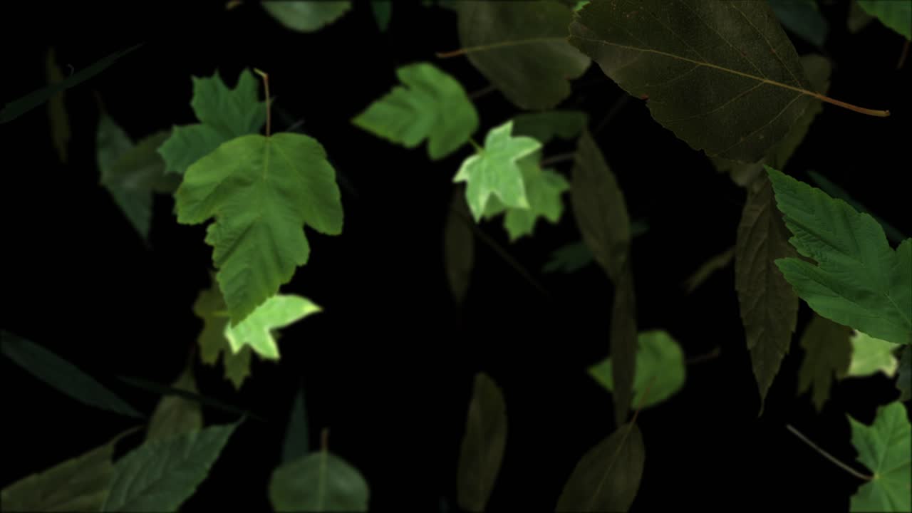 A close-up view of various green leaves falling and tumbling in slow motion. Seamless loop on isolated black background with alpha channel. For spring, summer, or environmental themes