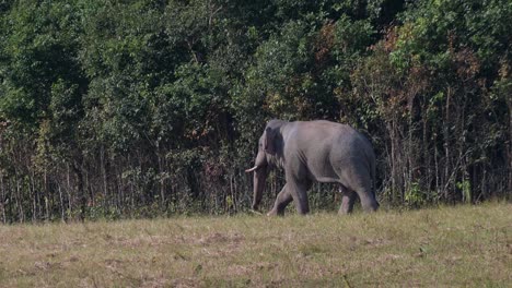 moving towards the left outside of the forest during the afternoon, indian elephant elephas maximus indicus, thailand