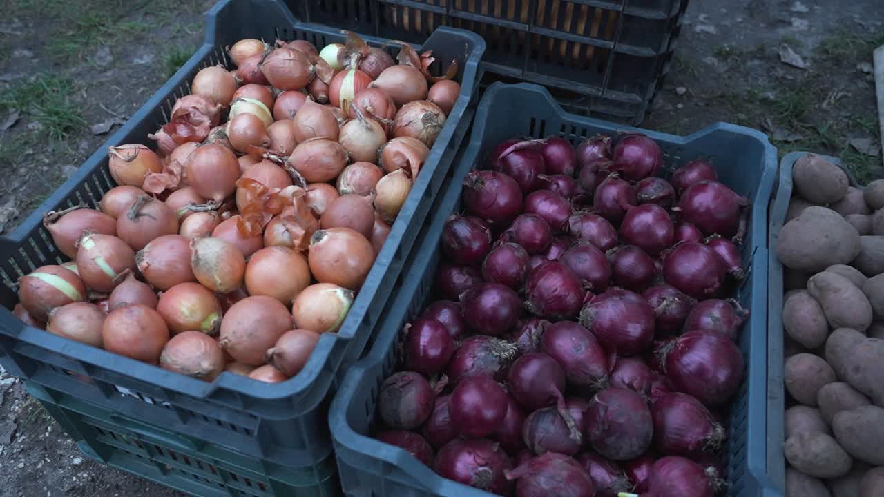 A crate full of fresh butternut squash at an outdoor market