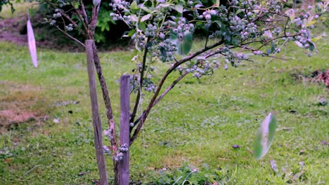 Blaubeerstrauch-Mit-Leckeren-Blaubeeren,-Keine-Menschen-Stecken-Fest,-Video-Stockfilm