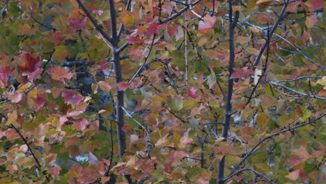 yellow, green and orange leaves during autumn. medium close.slow motion.