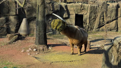 sichuan takin grazing and eating hay at a zoo