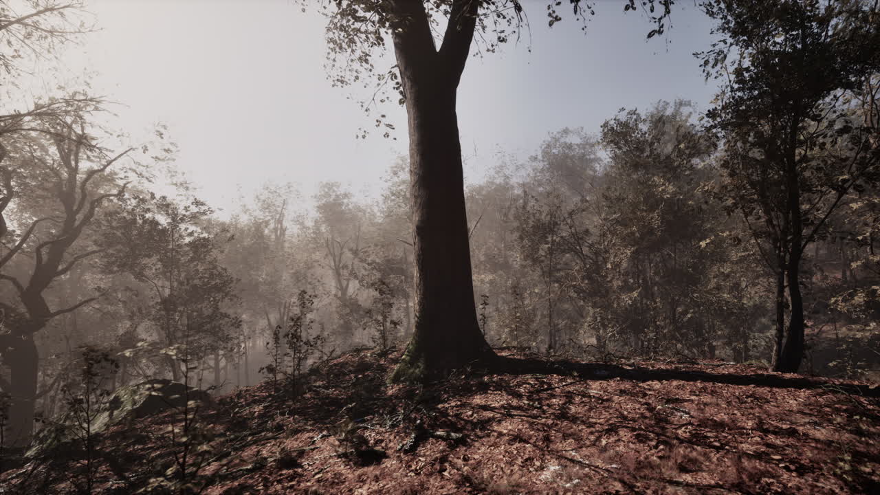 안개 가득한 가을의 숲 풍경