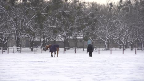 herd of horses running in the snow