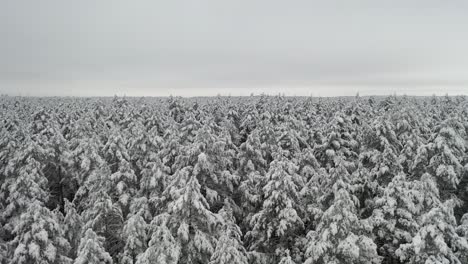 Antena:-Volando-Lentamente-Sobre-Picos-De-Pinos-Nevados-En-Invierno