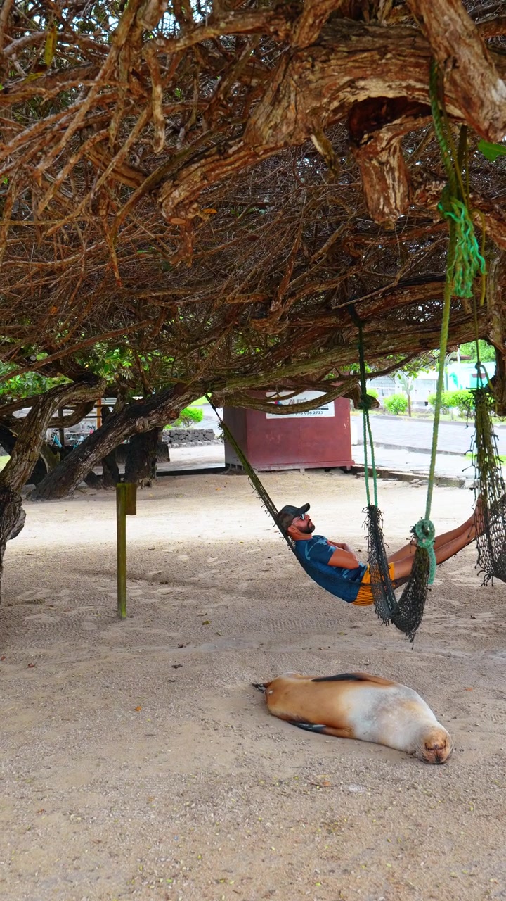 Santo Tomas, Ecuador, 1 maggio 2026: Uomo che riposa in amaca accanto a un leone marino sull'Isola Isabela. Vista verticale sotto una fitta chioma di alberi con un mammifero marino addormentato sulla sabbia accanto al viaggiatore