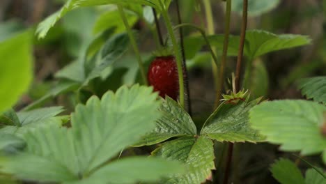 woman picking wild strawberry in nature