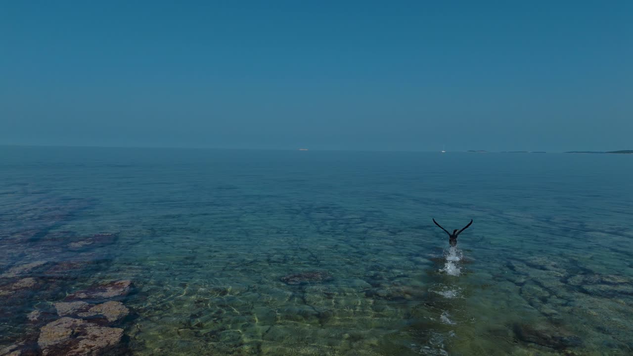 Cormorant sea bird taking off over clear Adriatic water in Istria, Croatia in slow motion. Aerial