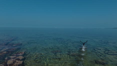 cormorant sea bird taking off over clear adriatic water in istria, croatia in slow motion. aerial