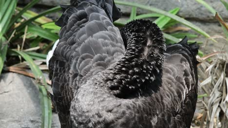 black swan back feathers
