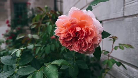 beautiful orange rose by a brick wall