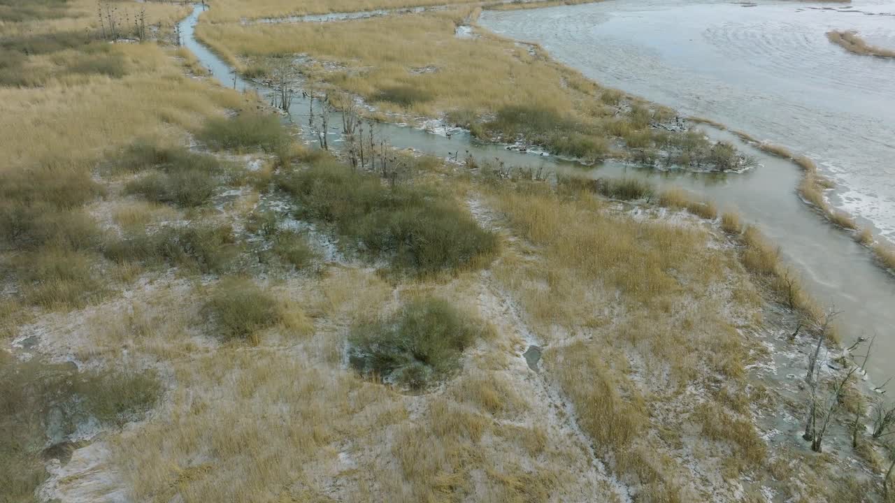 Aerial birdseye view of empty Great Cormorant , sunny winter day, dead trees, Barta river, wide drone shot moving forward