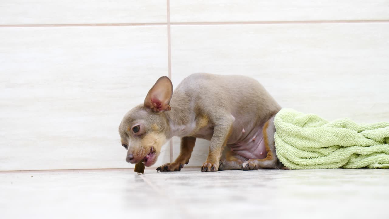 un pequeño perro lindo comiendo golosinas del suelo
