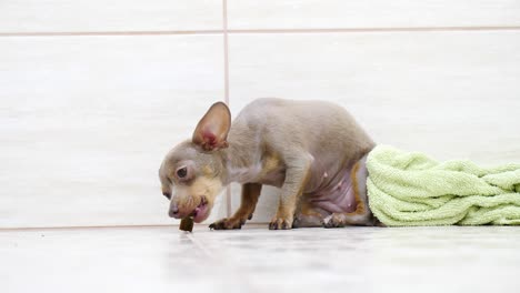 little cute dog eating food treats from ground