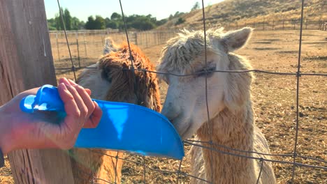 dos llamas de diferentes colores tocándose la cabeza y compartiendo comida de una bandeja