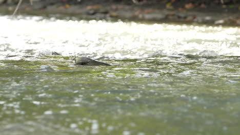 Salmón-Chinook-Nadando-Contra-Corriente-Para-Desovar