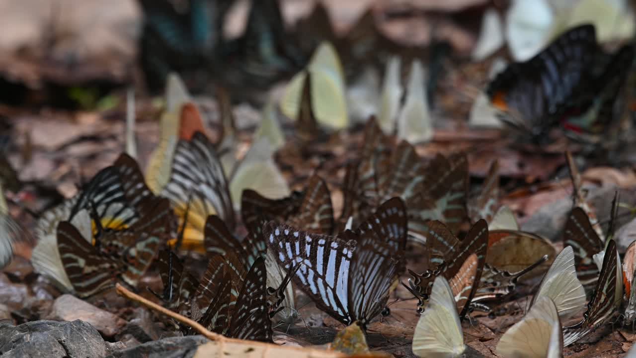 Gabbiano arancione Cepora iudith, Tigre vitrea Parantica aglea, Albatro comune Appias albina, Parco Nazionale di Kaeng Krachan, Patrimonio dell'Umanità UNESCO, Thailandia