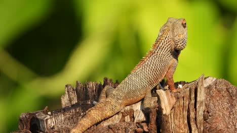 lagarto en el árbol uhd mp4 4k video