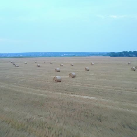 campo de trigo dorado con balas de heno