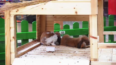 easter bunnies resting in the paddock