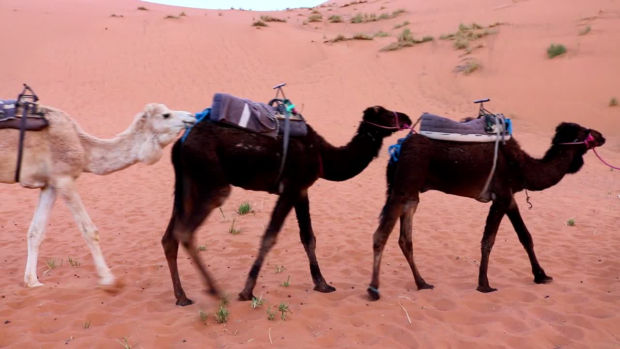 close up of camel caravan walking in a straight line in the sahara dessert morocco