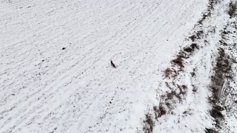 Absteigender-Drohnenschuss,-Der-Jagdfuchs-Während-Der-Wintersaison-Einfängt