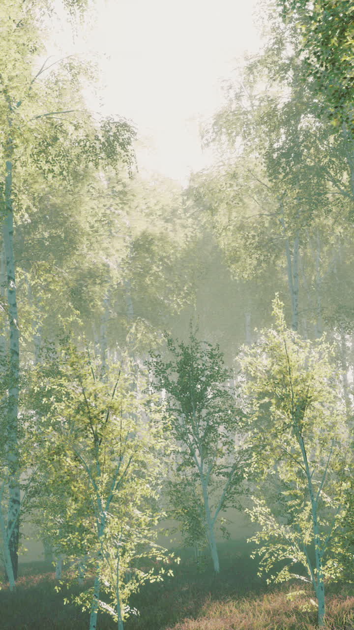 빛 에 흐릿 한 버드 숲