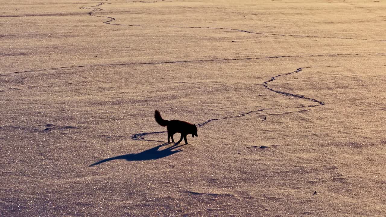Aerial view of a lone fox walking across a vast snow covered meadow at sunset