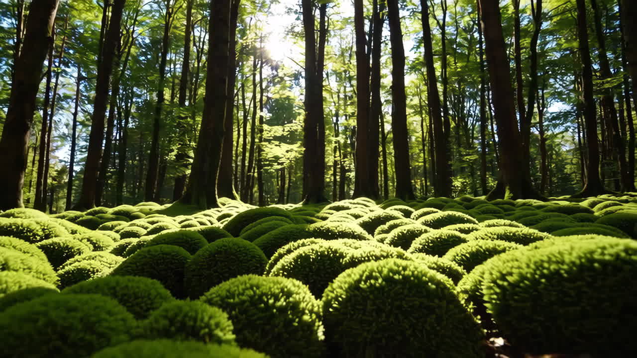 Moss-covered forest floor in sunlight