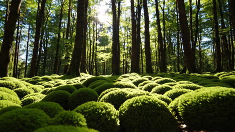 Moss-covered forest floor in sunlight