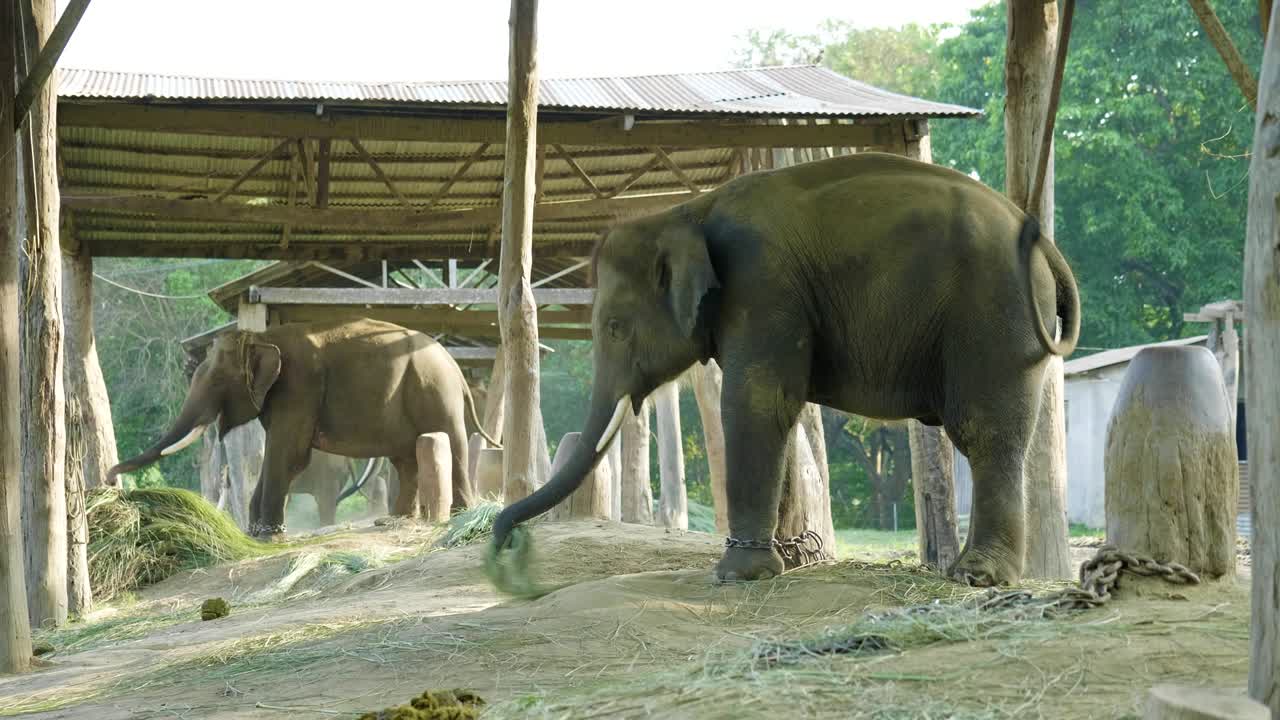 네팔의 치트완 국립공원 농장에서 코끼리.