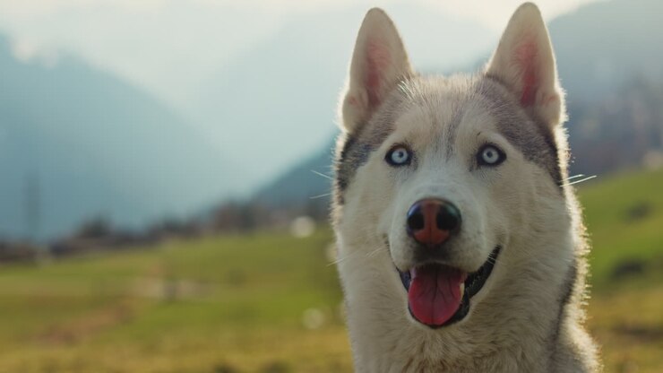 Majestic husky walking through an open alpine field at sunset, with breathtaking mountain views and