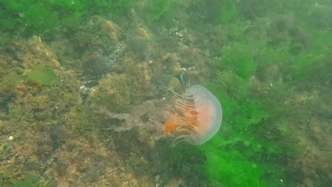 Jellyfish-floating-in-the-water,-moving-with-current,-Uruguay