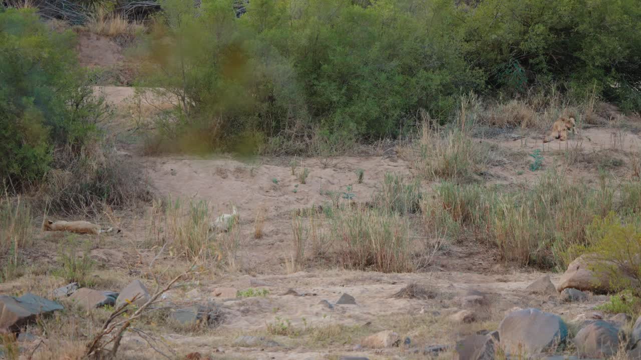 Lions Resting in the African Savanna
