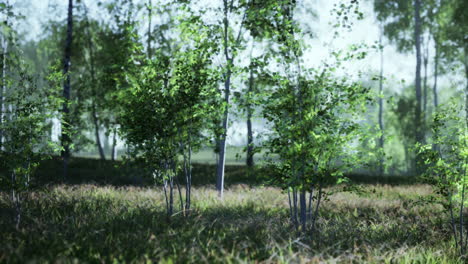 a beautiful green forest with tall trees and sun shining through the canopy