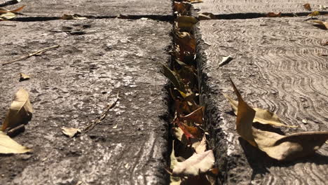 golden brown dry leaves lie in the cracks of a pavement sidewalk