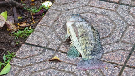 fish lying on patterned pavement outdoors